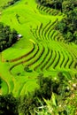 Terraced rice fields landscape at Hoang Su Phi, Ha Giang